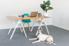 ACE OF SPACE GARAGE CARPET NZ - OFFICE DOG