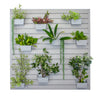 hanging wall plants nz